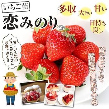 【いちご】Happiness（オレンジ）＋Luck（パープル） 2点セット 静風] いちご砂糖 初恋糖 80g×2個セット /いちご王国 とちおとめ